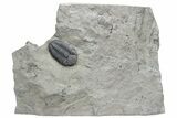 Prone Eldredgeops Trilobite Fossil - New York #224914-2